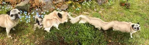 パノラマ撮影中、左端からついてきた犬　記録された姿に「伝説の妖怪か」「完全にバグってる」