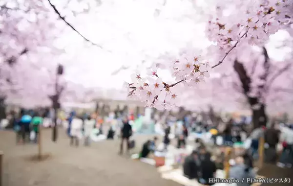 誰もいないブルーシート、勝手に撤去してもいい？　弁護士に聞いた花見のトラブル対処法