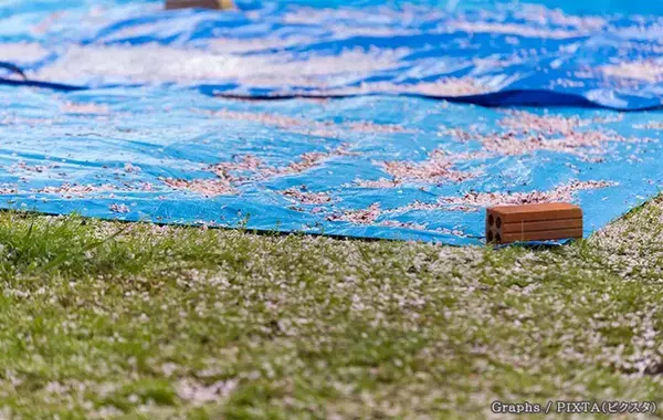 誰もいないブルーシート、勝手に撤去してもいい？　弁護士に聞いた花見のトラブル対処法