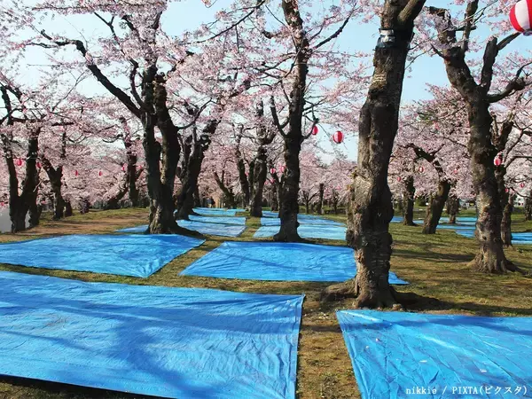 誰もいないブルーシート、勝手に撤去してもいい？　弁護士に聞いた花見のトラブル対処法