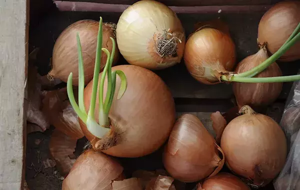 タマネギの『緑の芽』、捨てないで！　JAさが「太いネギと似た感覚で…」