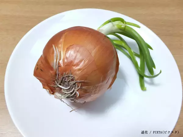 タマネギの『緑の芽』、捨てないで！　JAさが「太いネギと似た感覚で…」