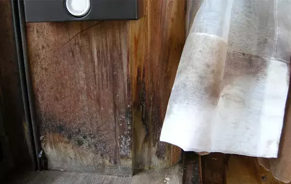 室温20度はカビにとっても適温！　専門家おすすめの窓の黒カビを防ぐ方法