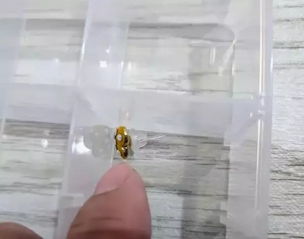 小さなピアスが取り出せないなら？　製氷皿を使う驚きの理由に「めっちゃ便利」「なるほど」