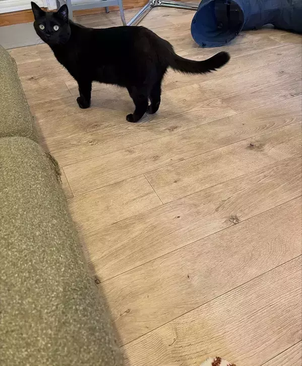 寝返りを特訓中の赤ちゃん　愛猫がやって来て渡したものが？「涙出た」「尊すぎて絶叫」【エッセイ漫画】