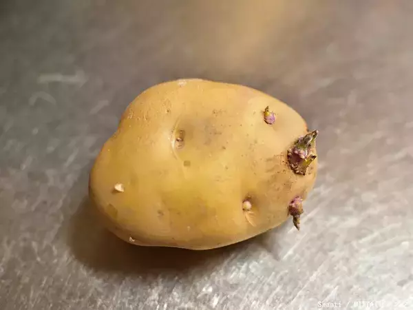 ジャガイモ30個に対して1個！　芽が生えるのを防ぐために効果的な方法は？