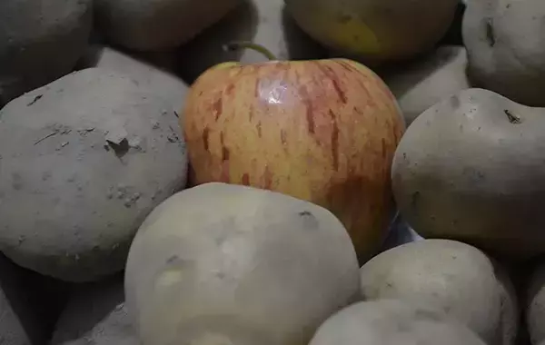 ジャガイモ30個に対して1個！　芽が生えるのを防ぐために効果的な方法は？