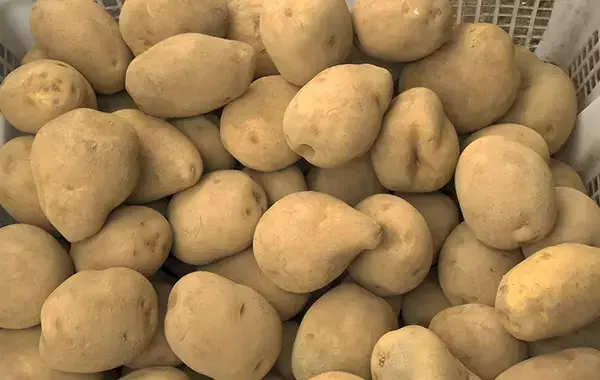 ジャガイモ30個に対して1個！　芽が生えるのを防ぐために効果的な方法は？