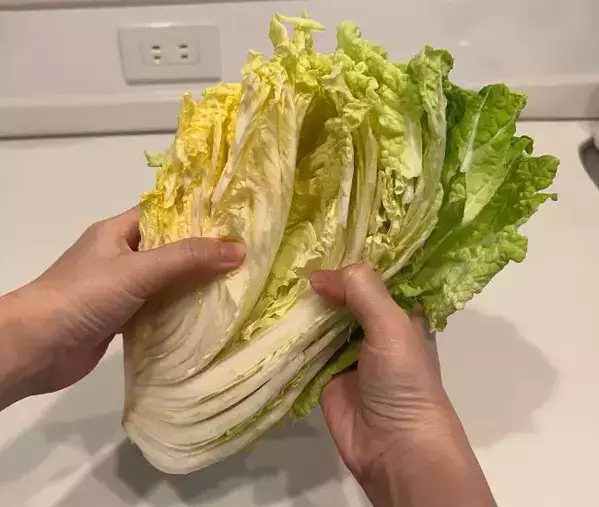買ってきた白菜、保存前に『斜め』に切って！「知らなかった」「絶対試す」