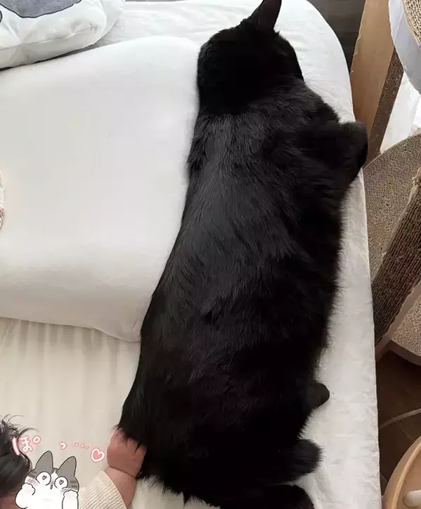 愛猫と赤ちゃんの『初めての交流』に「尊い」の声　タッチされた猫の『大人な反応』