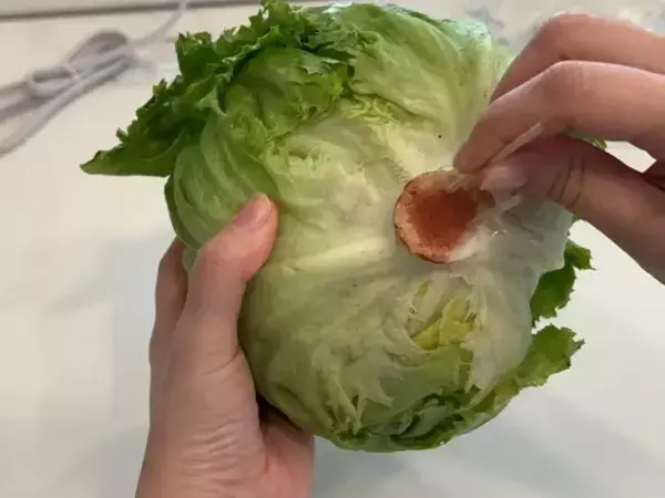 芯に『爪楊枝』を刺したレタス　5日後の変化に「知らなかった」「真似します」