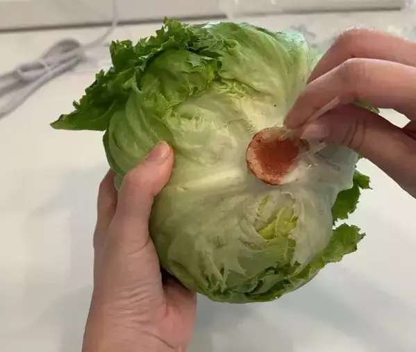 芯に『爪楊枝』を刺したレタス　5日後の変化に「知らなかった」「真似します」