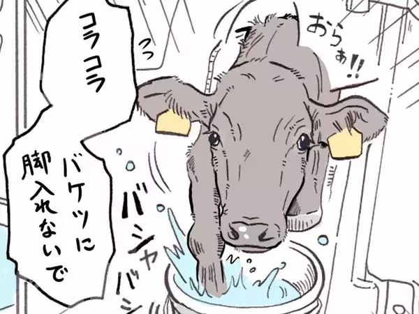 子牛に話しかけていたら…後ろに業者が！　愛情あふれる『独り言』を聞かれて赤面する牛舎従業員のハプニング