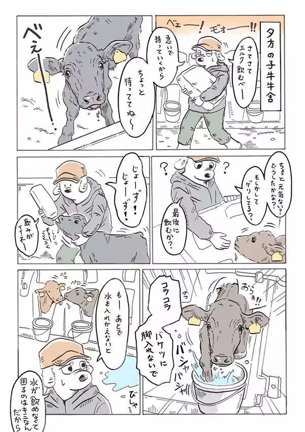 子牛に話しかけていたら…後ろに業者が！　愛情あふれる『独り言』を聞かれて赤面する牛舎従業員のハプニング