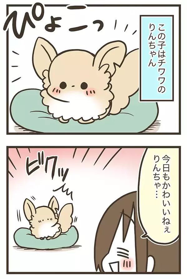 実家のチワワに好かれていない！？　三女とチワワの何気ない交流がクスッと笑える【漫画連載】