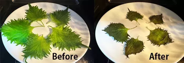 【大葉を救済】冷蔵庫で眠らせる前に…！　レンチン３分で万能ふりかけに