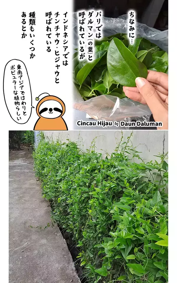 バリ島で親しまれる飲み物『エスダルマン』、知ってる？　漫画に「味が気になる！」