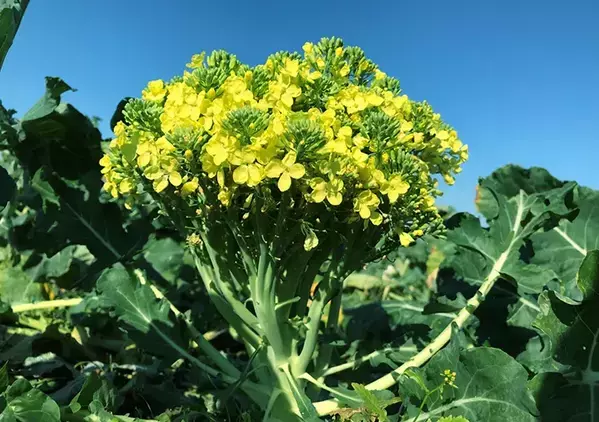 花が咲いたブロッコリー、食べても大丈夫？　安井ファームが回答