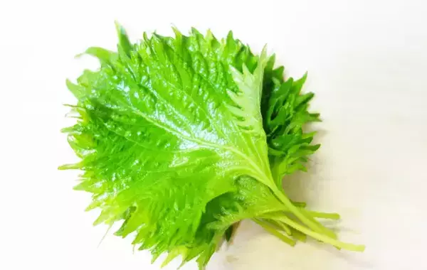 製氷皿に『大葉』を入れて…　完成したものに「え、何これ！」「便利すぎ」