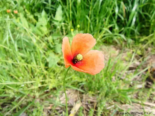 道端に咲くオレンジ色の花、素手で触らないで！　身近な植物に潜むリスクや駆除方法【専門家に聞く】
