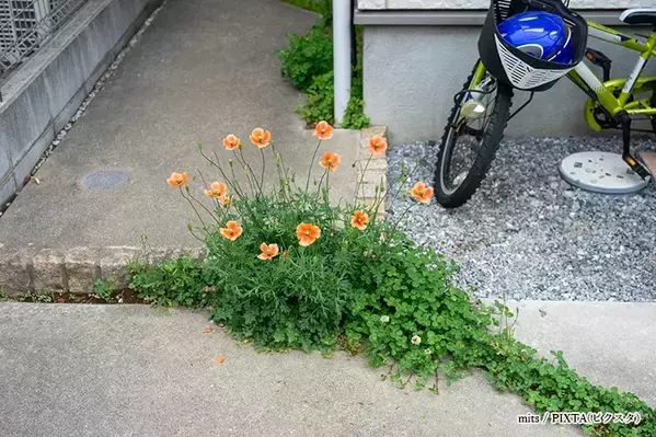道端に咲くオレンジ色の花、素手で触らないで！　身近な植物に潜むリスクや駆除方法【専門家に聞く】