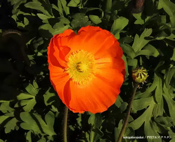 道端に咲くオレンジ色の花、素手で触らないで！　身近な植物に潜むリスクや駆除方法【専門家に聞く】