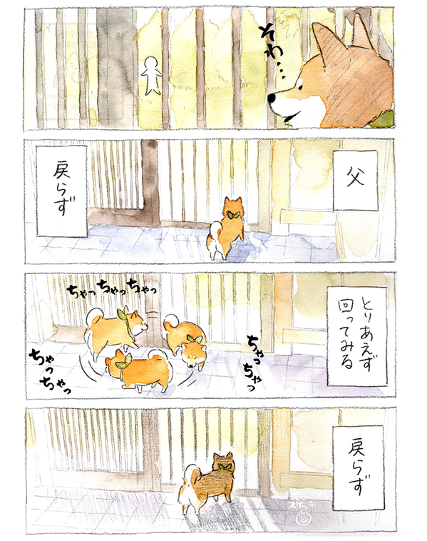 【犬あるある】散歩だと思ったら…　漫画で描く『柴犬の不満』に「すべてが愛おしい」