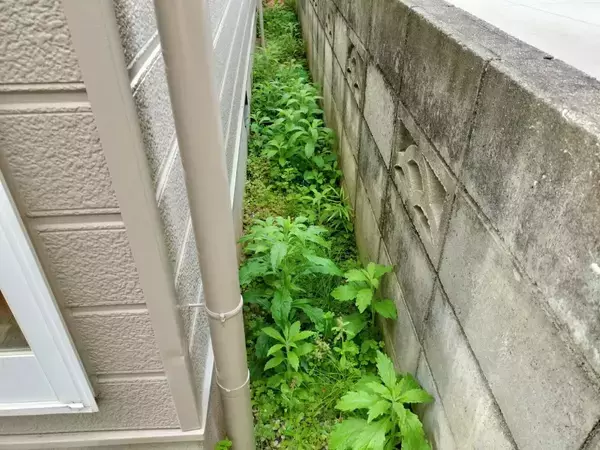 庭の雑草に除草剤は使いません！　代わりに注いだモノに「これなら安心」【暮らしの裏技4選】