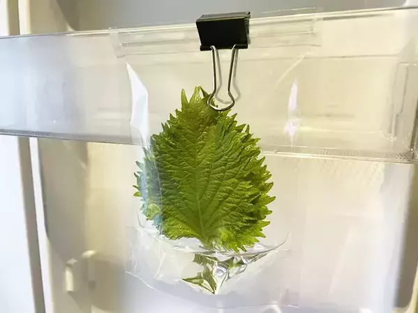 「大葉、またシナシナにしちゃった」←解決してくれる100均アイテムが？【野菜の保存術】