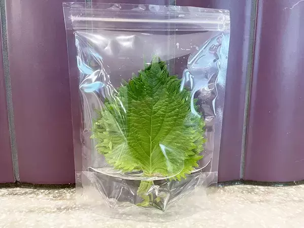 「大葉、またシナシナにしちゃった」←解決してくれる100均アイテムが？【野菜の保存術】
