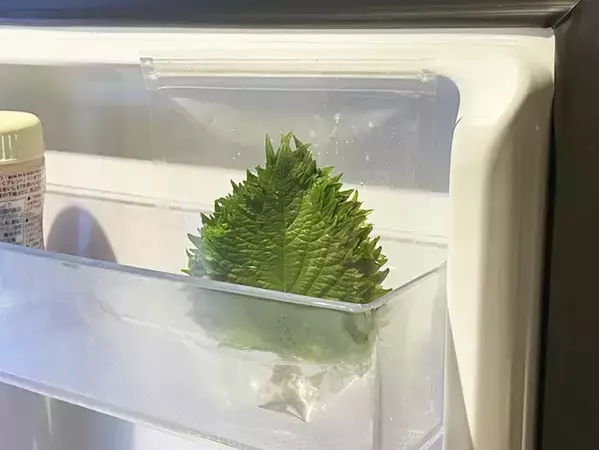 「大葉、またシナシナにしちゃった」←解決してくれる100均アイテムが？【野菜の保存術】