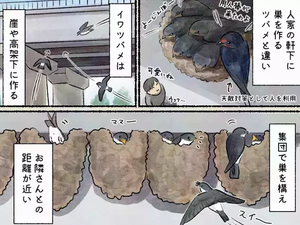 軒下に巣を作るツバメと違い…『イワツバメ』の驚きの生態描いた漫画に反響