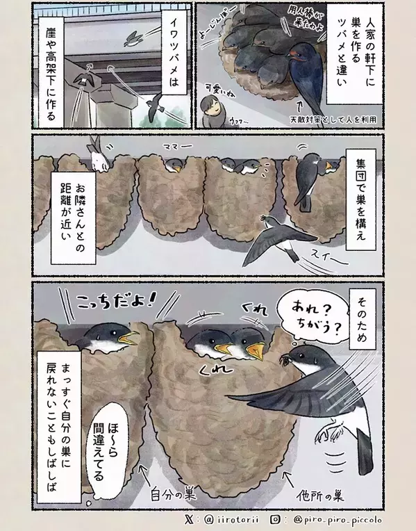 軒下に巣を作るツバメと違い…『イワツバメ』の驚きの生態描いた漫画に反響