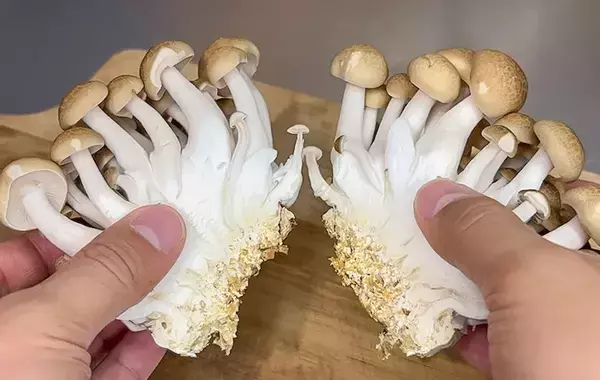 シメジの石づき、こう切って！　無駄なく使えてパラパラほぐれる「カットの裏技」