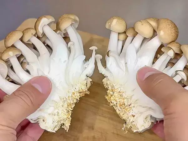 シメジの石づき、こう切って！　無駄なく使えてパラパラほぐれる「カットの裏技」
