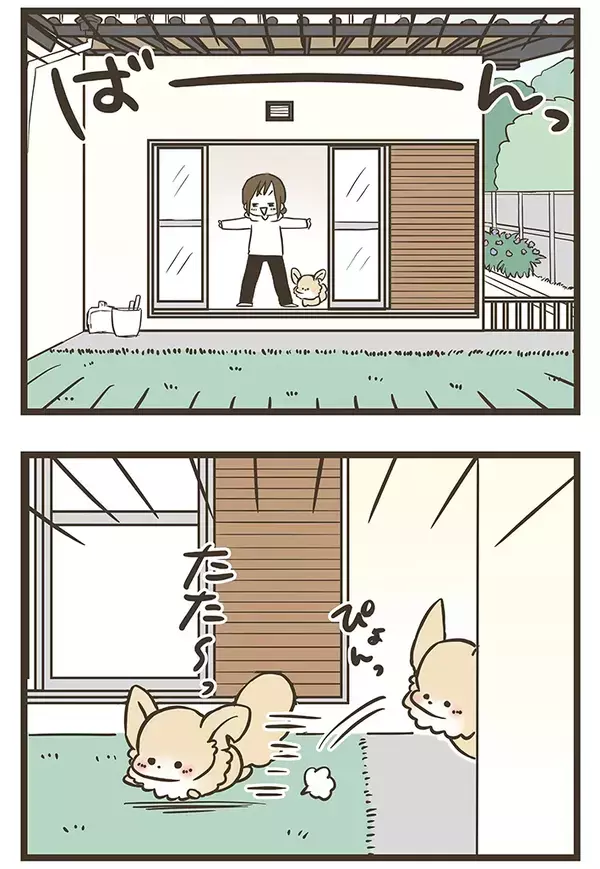 窓を開けたら…！自由奔放なチワワの『かわいすぎる遊び』に癒される【エッセイ漫画】