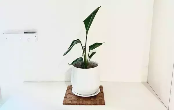 家具の置き方でこんなに変わる！　狭い部屋を広く見せるコツ【整理のプロ監修】