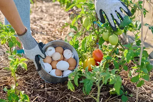 卵の殻が野菜の『肥料』になる！　農業の『仙人』が教える使い方に「やってみます」