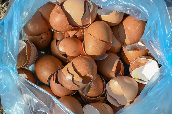 卵の殻が野菜の『肥料』になる！　農業の『仙人』が教える使い方に「やってみます」