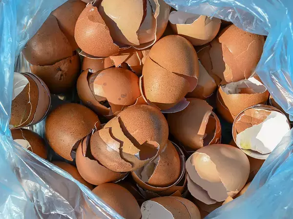 卵の殻が野菜の『肥料』になる！　農業の『仙人』が教える使い方に「やってみます」