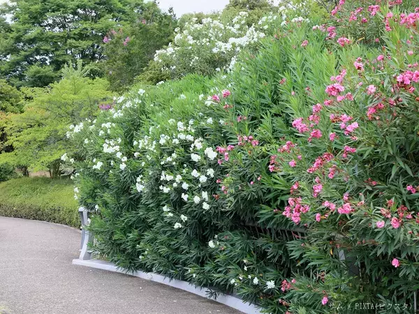 むやみに触らないで！　道端で見かける「赤や白の花を咲かす木」の正体は…