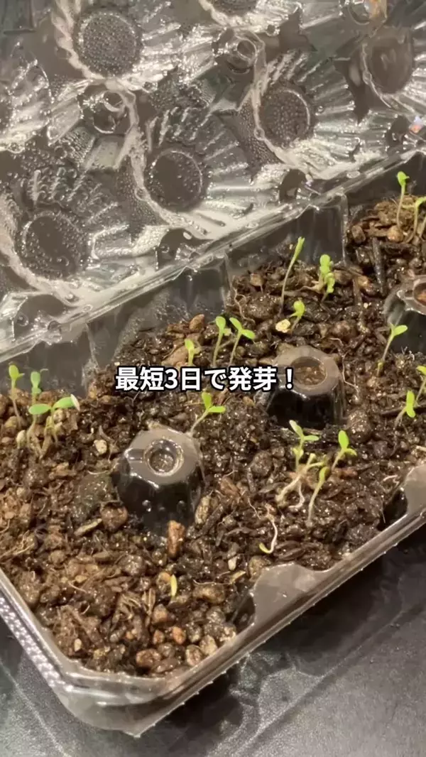 卵パックに穴を開けるだけ！　野菜作りに便利な『ミニ温室』に変える方法【肥料メーカー直伝】
