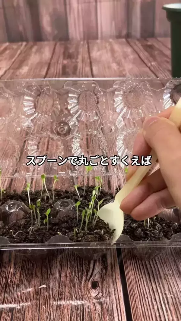 卵パックに穴を開けるだけ！　野菜作りに便利な『ミニ温室』に変える方法【肥料メーカー直伝】