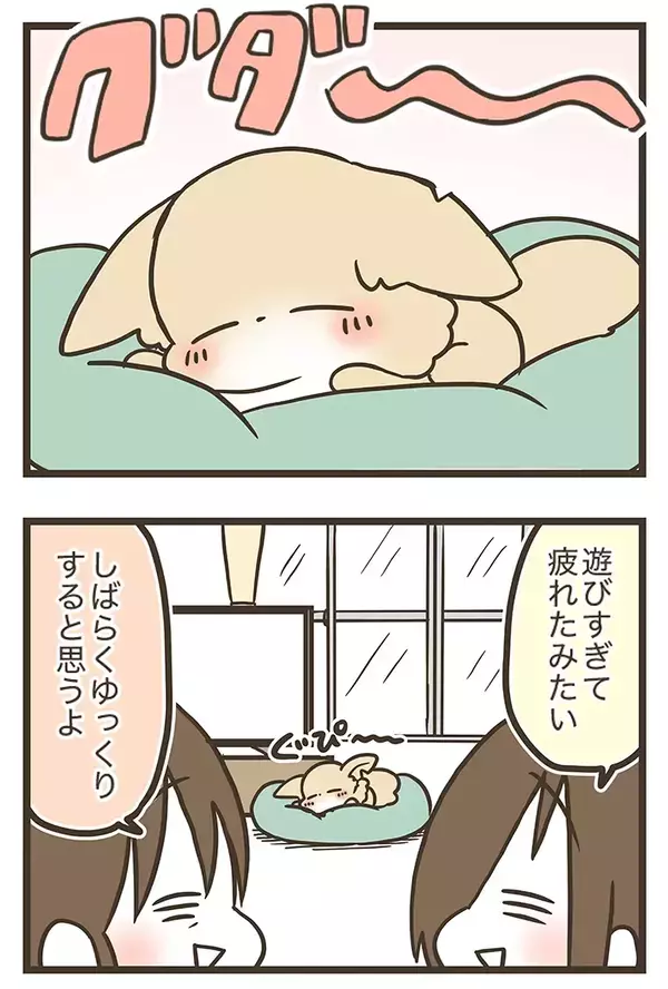 愛犬のために人工芝を敷いたのに…　予想外のそっけない態度に癒される