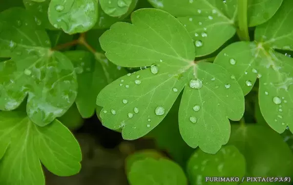 雨の日、たったこれだけ！　モヤモヤ空気を入れ替える“プロの換気”ルーティン