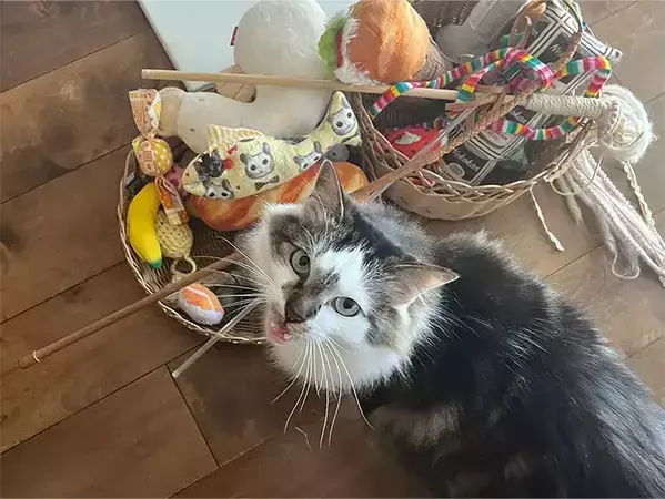 「オモチャどこだっけ」が消えた！　『ダイソー』アイテムで作る猫グッズ収納アイデア