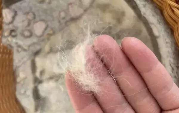 「人間の服とペット用タオル、一緒に洗うと…」　洗濯研究家が教える正しい洗い方