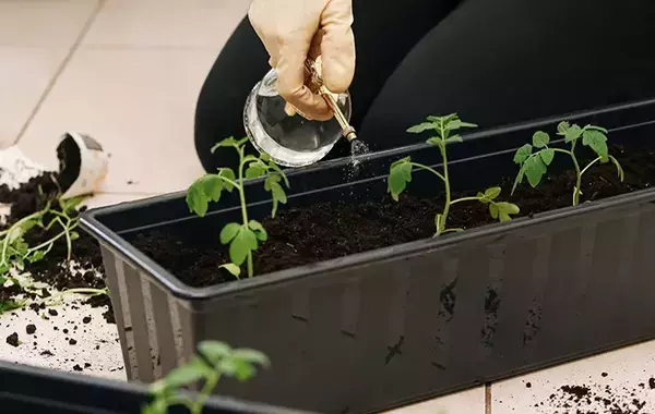 家庭菜園の水やり、量以外にもポイントがあった！　プロが教える『正解』は
