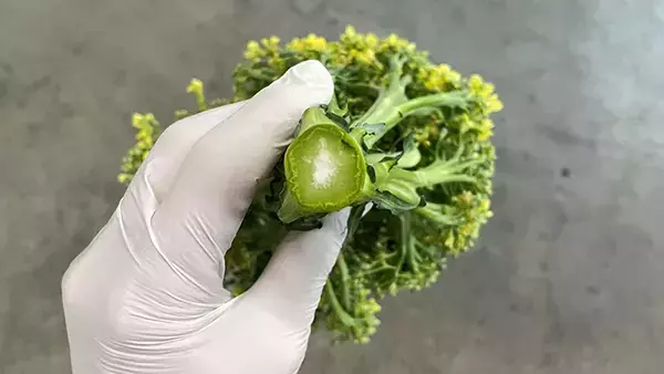 茎の中が白いブロッコリー、捨てる？食べる？　ブロッコリー農家に聞いた「正解」は…