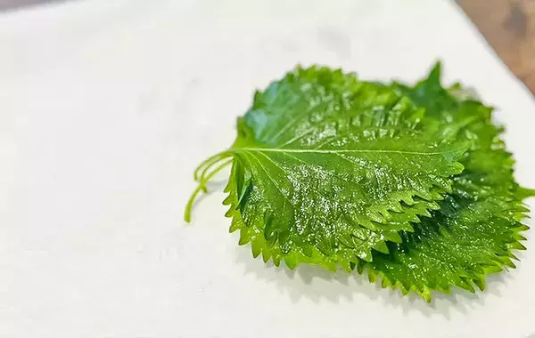 冷蔵庫でしなしなの大葉が「シャキッ」と大復活！　10分で蘇る『元調理師の裏ワザ』
